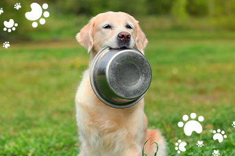 Cuidados de un perro anciano en la alimentación